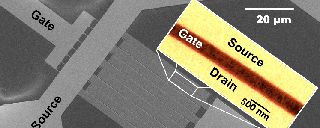 Fig. 2: SEM image of a multifinger CNT-FET with buried gate and 280 nm channel length. Inset AFM image of the FET channel with the CNTs and the schematic device architecture in a cross-sectional view.