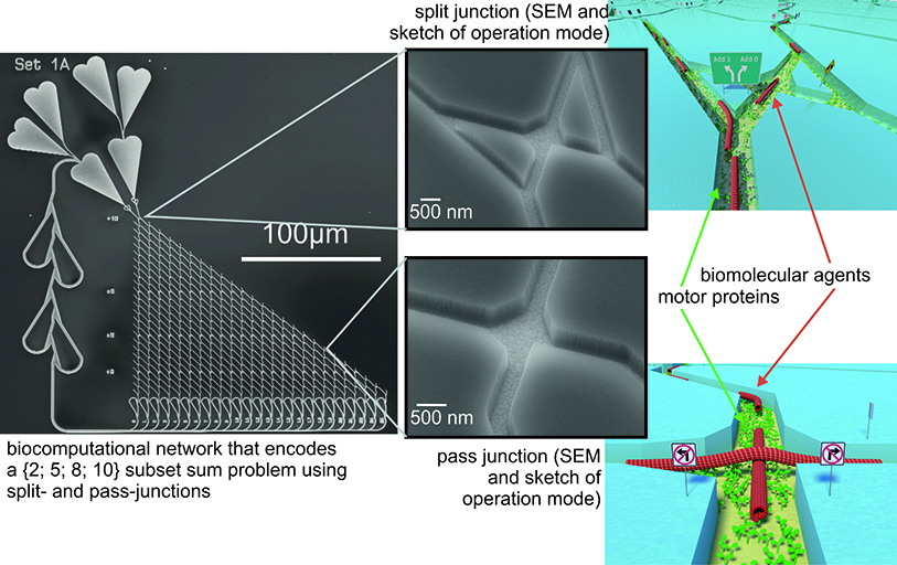 SEM-micrographs of the nano-channel-network fabricated by electron-beam-lithography (entire computational network, pass- and split-junctions). (left) Sketch of the agent transport in the junctions (right).