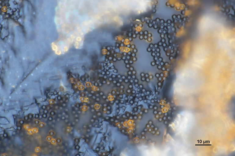 Biologically functionalized microbeads for diagnostics via magnetic field sensor. Biologically functionalized microbeads for diagnostics via magnetic field sensor.